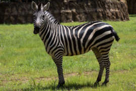 a zebra stands in a field of grass