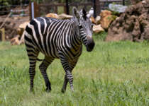 Zebra in Twiga Terrace