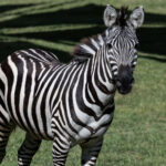 Imara the zebra in her outdoor habitat