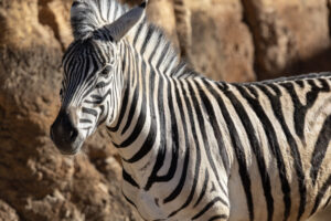 closeup of a female zebra