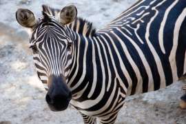 Overhead view of Zebra