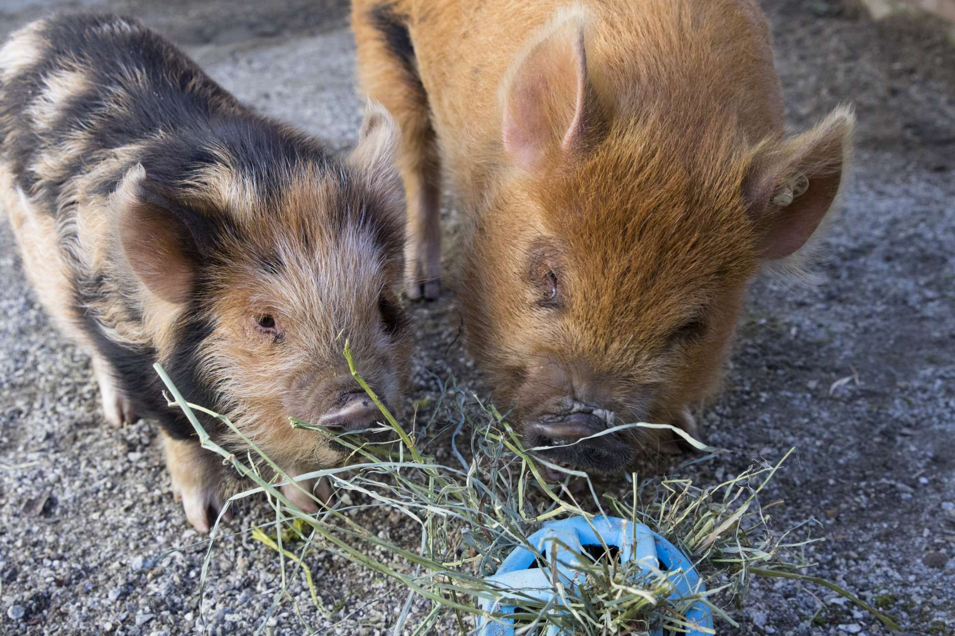 How Smart Are Kunekune Pigs Zoo Atlanta